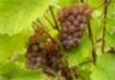 Pinot Gris